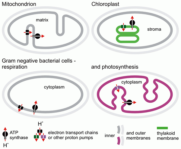 ¿Cuál es la diferencia entre la quimiosmosis en las mitocondrias y el cloroplasto?