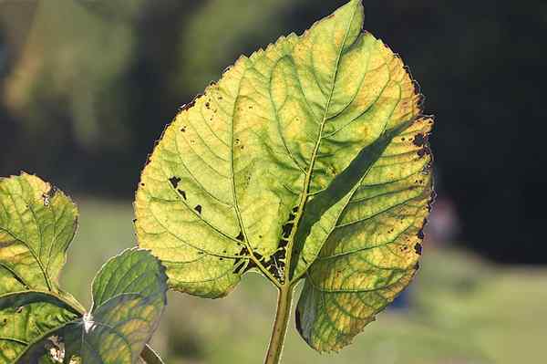 Was ist der Unterschied zwischen Chlorose und Etiolation