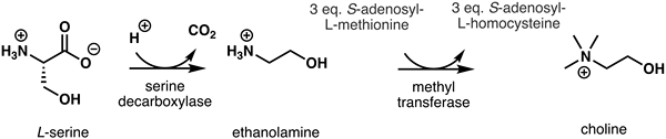 Was ist der Unterschied zwischen Cholin und Ethanolamin