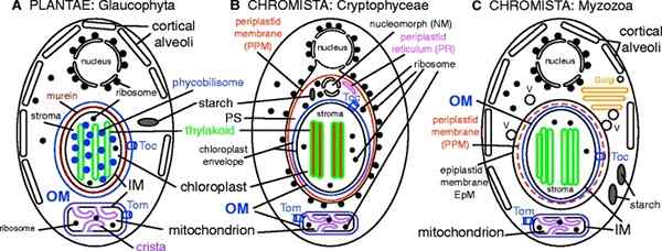 ¿Cuál es la diferencia entre Chromista y Protista?
