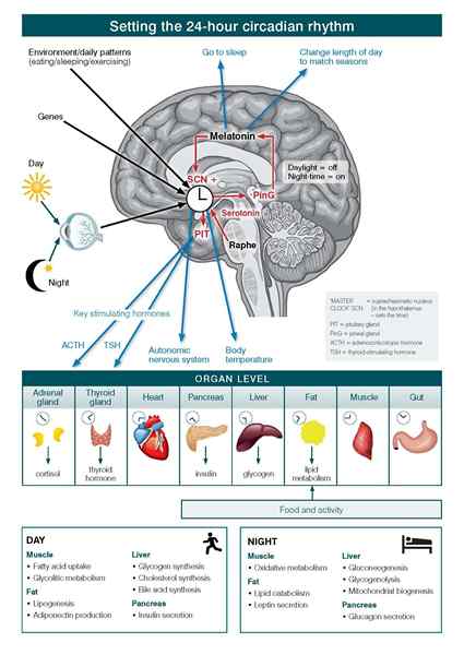 Was ist der Unterschied zwischen Circadin und Melatonin