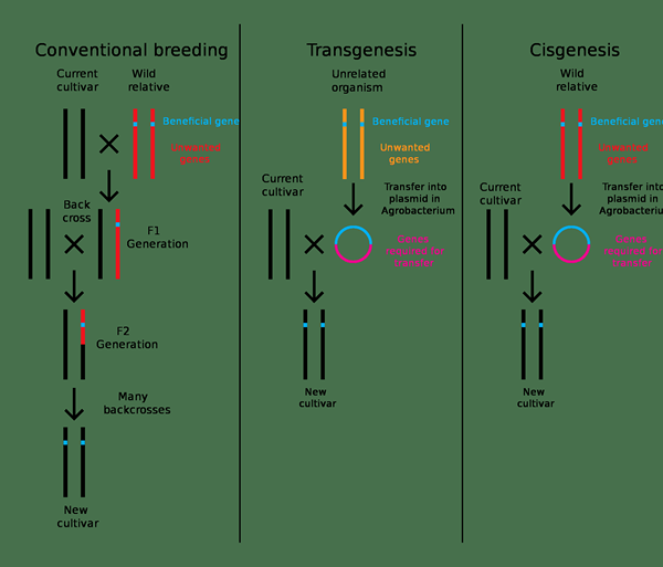 ¿Cuál es la diferencia entre cisgénesis y transgénesis?