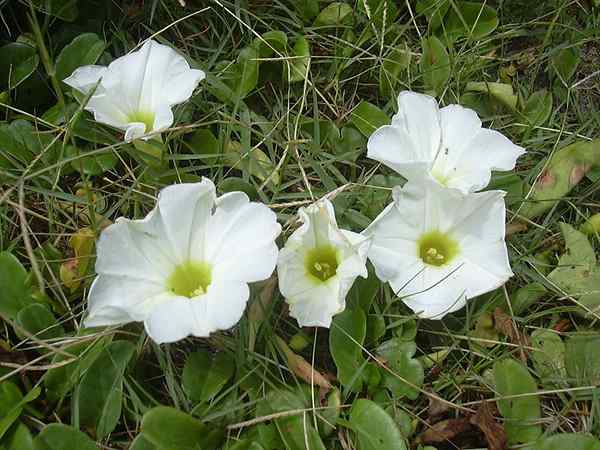 Quelle est la différence entre Convolvulaceae et Solanaceae