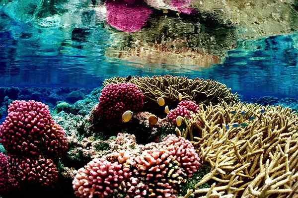 ¿Cuál es la diferencia entre el arrecife de coral y los pólipos de coral?