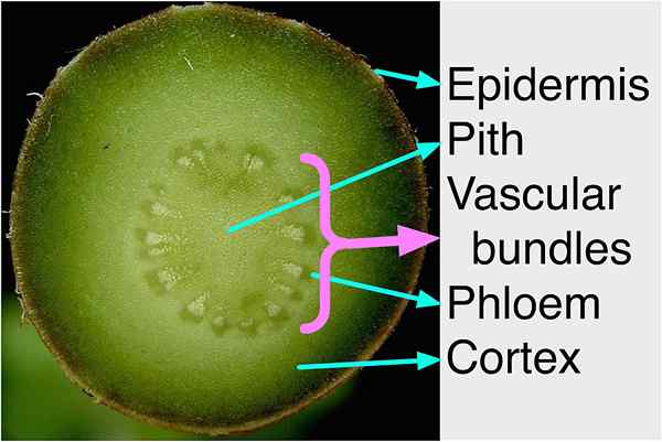 Quelle est la différence entre le cortex et l'épiderme dans les plantes