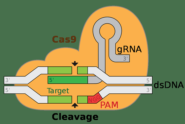¿Cuál es la diferencia entre CRRNA tracRRNA y GRNA?