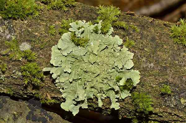 Apakah perbezaan antara lichen foliose dan fruticose crustose