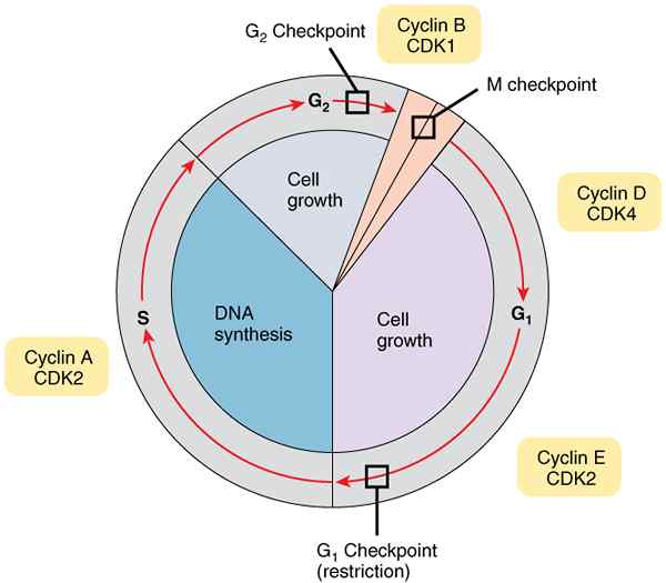 Apa perbedaan antara cyclins dan cyclin tergantung kinase