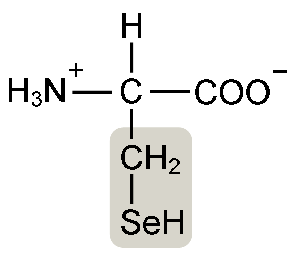 Quelle est la différence entre la cystéine et la sélénocystéine