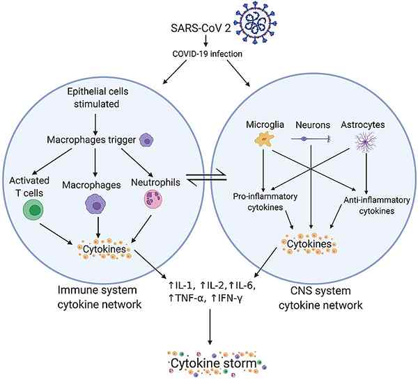 Quelle est la différence entre les cytokines et les opsonines