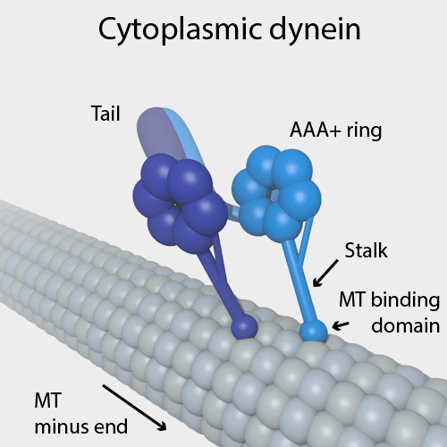 ¿Cuál es la diferencia entre la dineína citoplasmática y axonemal?
