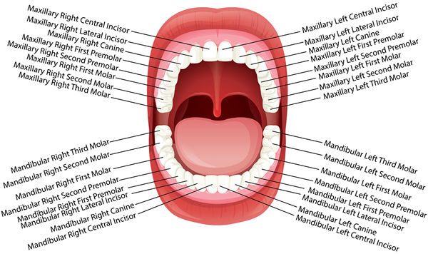 ¿Cuál es la diferencia entre dientes caducifolios y permanentes?