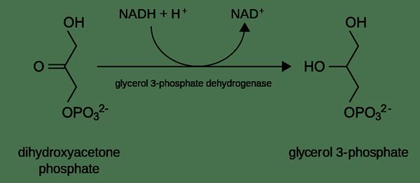 ¿Cuál es la diferencia entre DHAP y G3P?