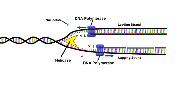 Apa perbedaan antara DNA DNA polimerase DNA dan DNA dependen RNA polimerase