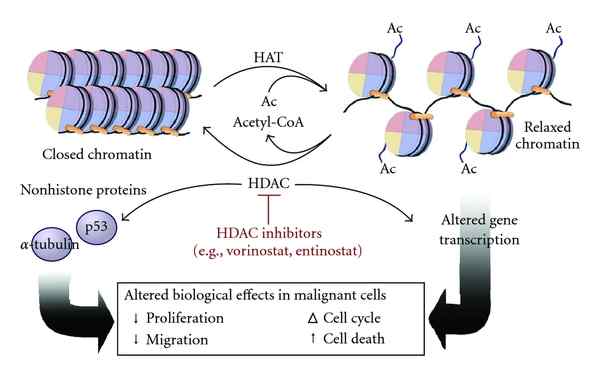 Was ist der Unterschied zwischen DNA -Methylierung und Histonacetylierung