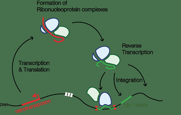 ¿Cuál es la diferencia entre los transposones de ADN y los retrotransposones?