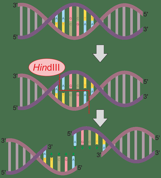 ¿Cuál es la diferencia entre las enzimas de restricción Ecori y Hindiii?