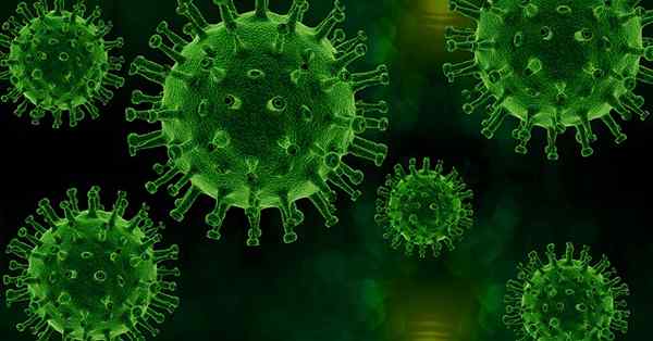 Apa perbedaan antara virus amfotropik ekotropik dan virus