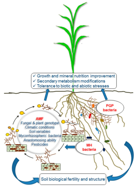 Apakah perbezaan antara kulat mycorrhizal ectomycorrhizal dan arbuskular
