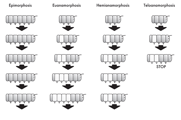 Was ist der Unterschied zwischen Epimorphose und Morphallaxis