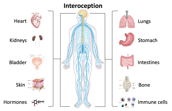 ¿Cuál es la diferencia entre exteriores e interoceptores?