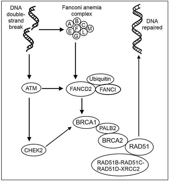 ¿Cuál es la diferencia entre la anemia Fanconi y el síndrome de Fanconi?