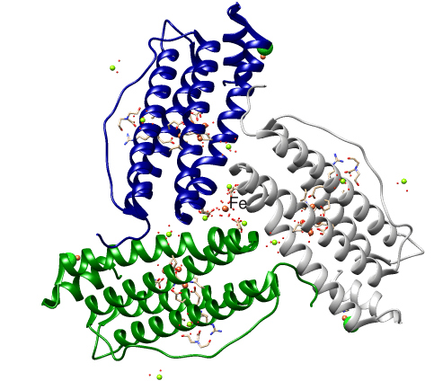 Apakah perbezaan antara ferritin dan hemoglobin