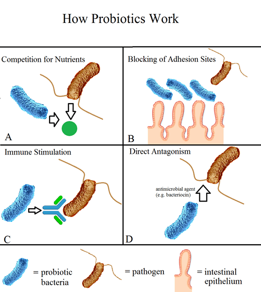 Was ist der Unterschied zwischen Faser und Probiotika