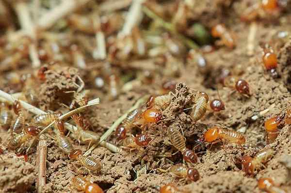 Apa perbedaan antara semut dan rayap tukang kayu terbang