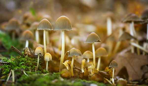 Quelle est la différence entre les champignons et le lichen