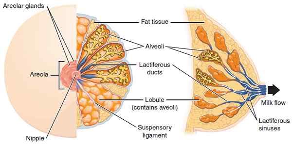 ¿Cuál es la diferencia entre el tejido glandular y el tejido lactífero?