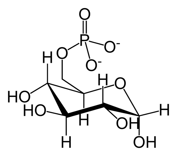 Was ist der Unterschied zwischen Glukose 6 Phosphat und Fructose 6 Phosphat