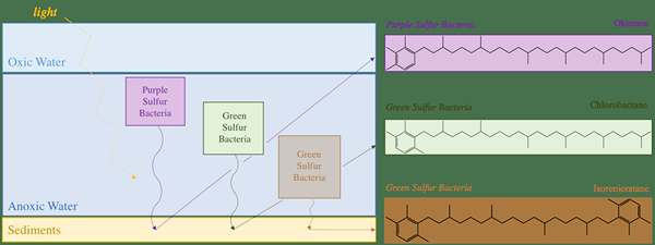 Was ist der Unterschied zwischen grünen und lila Schwefelbakterien
