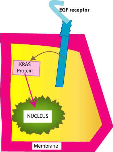 ¿Cuál es la diferencia entre H-Ras K-Ras y N-Ras?