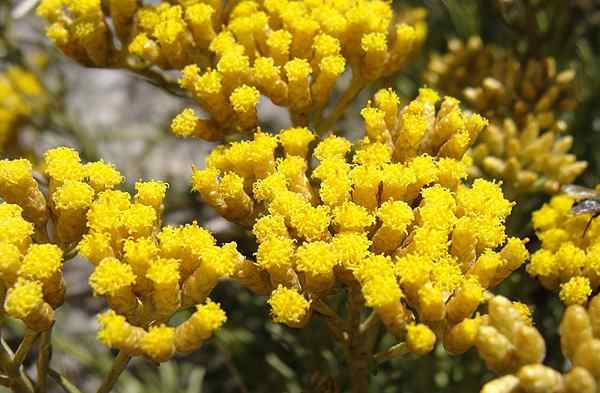 Apa perbedaan antara helichrysum italicum dan gymnocephalum