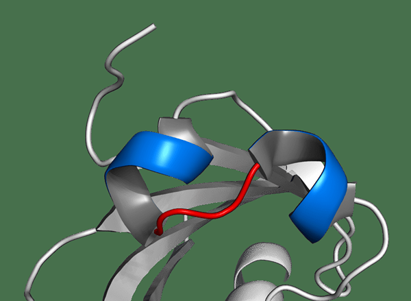 Apakah perbezaan antara helix-loop-helix dan helix-turn-helix