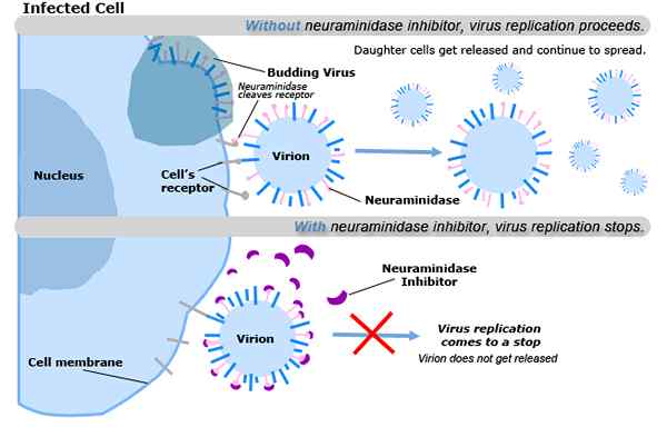 Quelle est la différence entre l'hémagglutinine et la neuraminidase