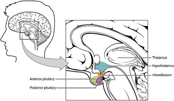 Was ist der Unterschied zwischen Hippocampus und Hypothalamus