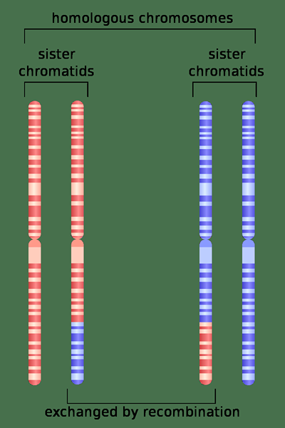 Was ist der Unterschied zwischen homologen Rekombination und nicht-homologe Rekombination