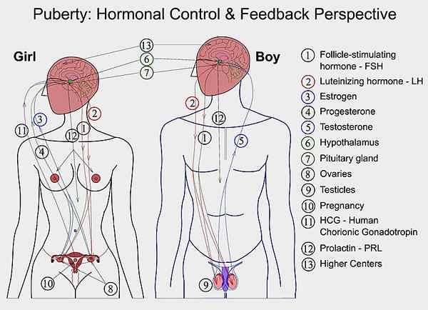 Quelle est la différence entre le contrôle hormonal et neuronal