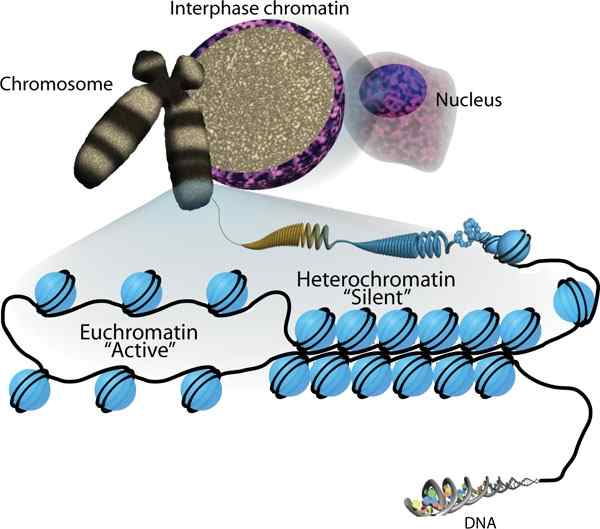 Quelle est la différence entre la chromatine interphase et les chromosomes mitotiques