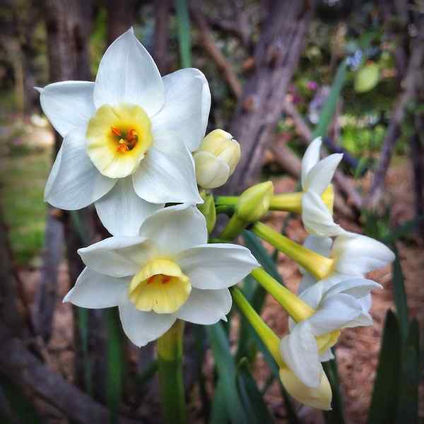 Apakah perbezaan antara jonquils dan daffodils
