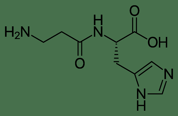 Apakah perbezaan antara l carnosine dan l carnitine