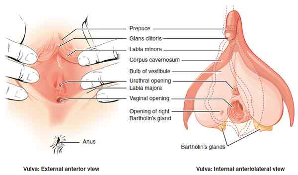 Apa perbedaan antara labia dan vulva