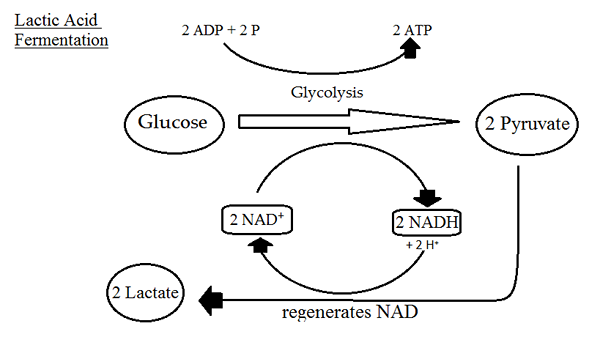 Quelle est la différence entre le seuil de lactate et l'obla