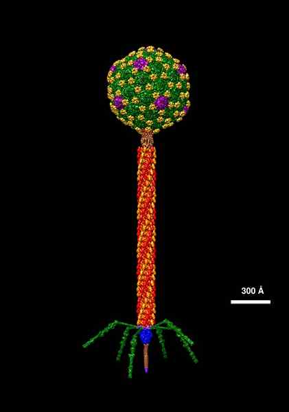 Apakah perbezaan antara lambda phage dan phage m13