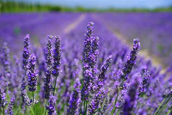 Apakah perbezaan antara lavandin dan lavender