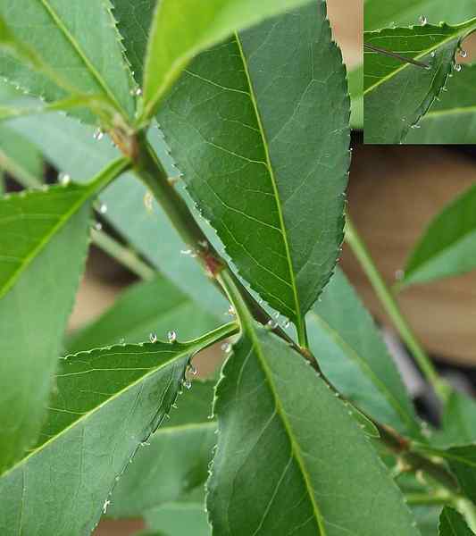 Apakah perbezaan antara lenticels dan hydathodes