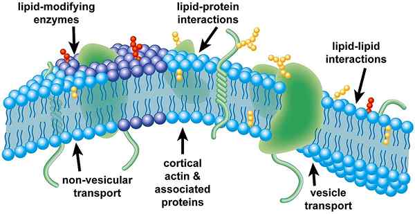 Apakah perbezaan antara rakit lipid dan caveolae