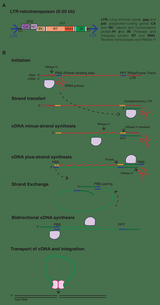 Was ist der Unterschied zwischen LTR- und Nicht-LTR-Retrotransposons